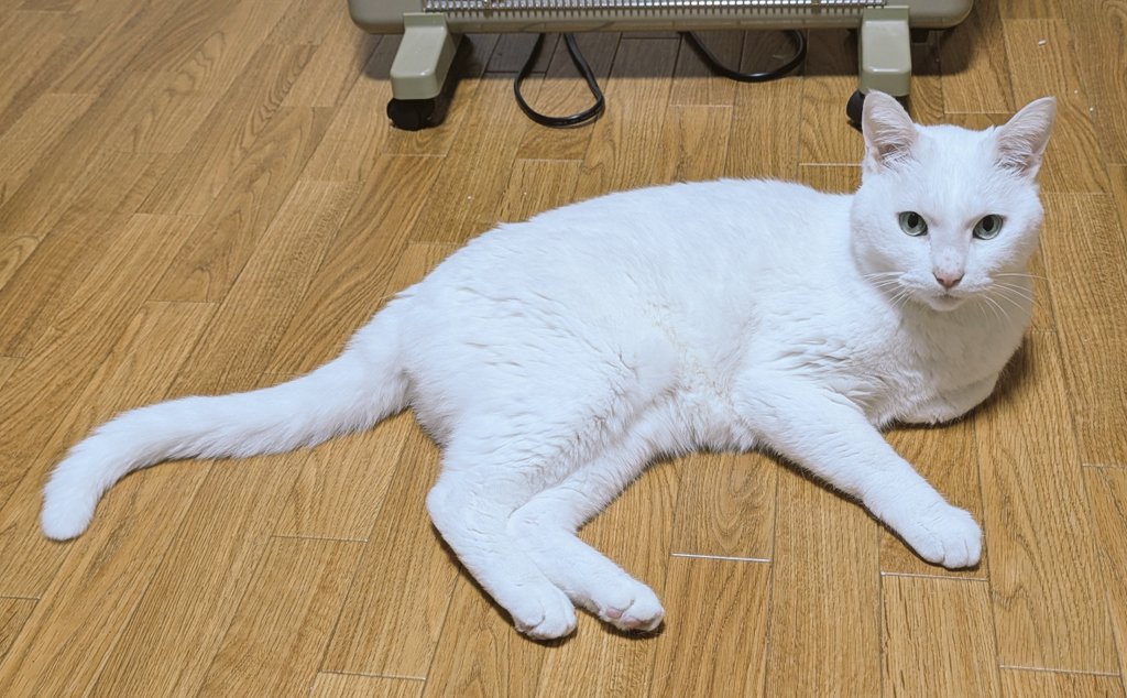 カソカーン(帝国滅亡まであと4年) tweet media