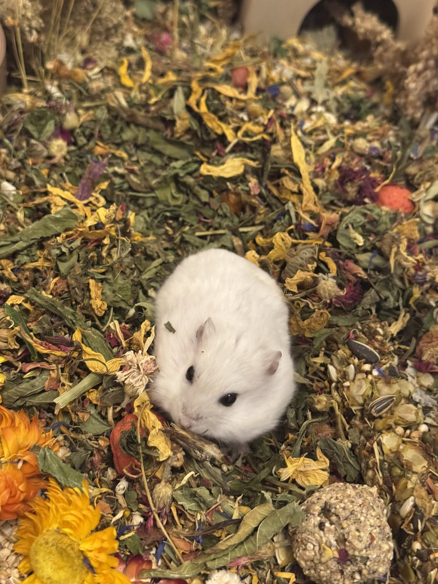 머랭크림쿠키 tweet media