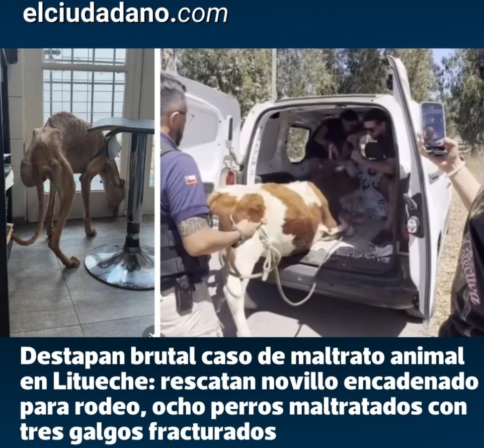 Ministra Duco propone plan d desarrollo para el rodeo, pq es un "deporte nacional". El rodeo no es deporte es sinónimo d maltrato animal, apoyar la crueldad es falta de humanidad. Los caballos y el novillo son utilizados y sometidos a altos niveles d estrés, miedo y dolor físico.