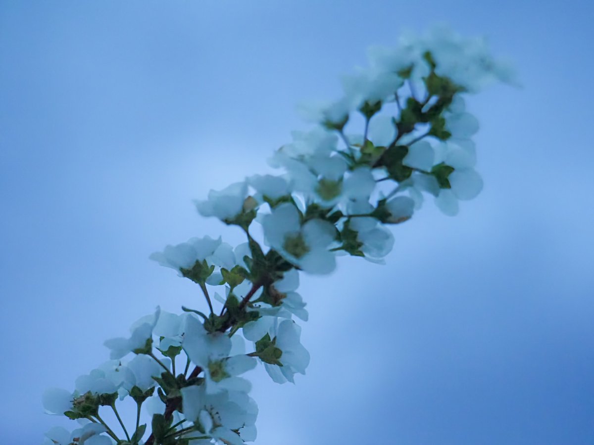 midori_photo48's tweet photo. 20260330
#ユキヤナギ
#桜
#olympuscamera

日の入り直後のユキヤナギと桜 https://t.co/AWxS6CRaUD