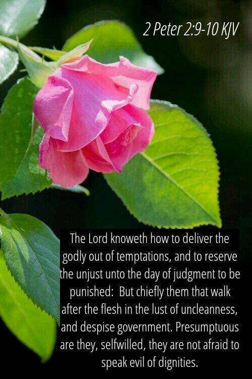 LyraKeltica tweet media