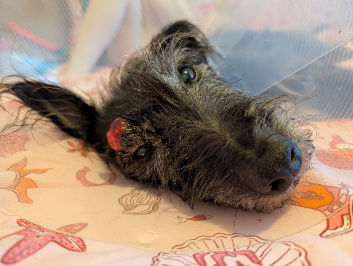 Ciara Ní tweet media