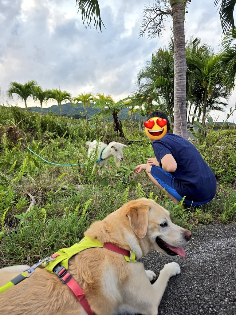 ラブラドールのRunちゃん// tweet media