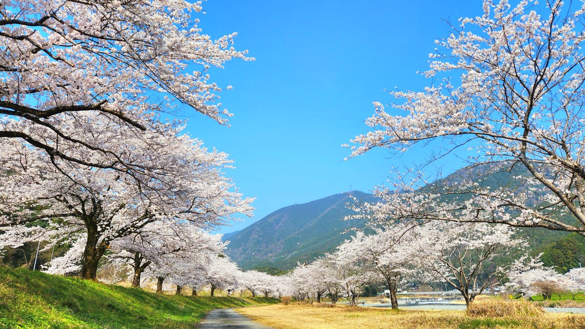 StudioNavi's tweet photo. 粕川河川公園の桜
無料駐車場・トイレあり
岐阜県揖斐郡池田町舟子

#粕川河川公園 #満開 #さくら #岐阜県 https://t.co/HzLnFhVUIx