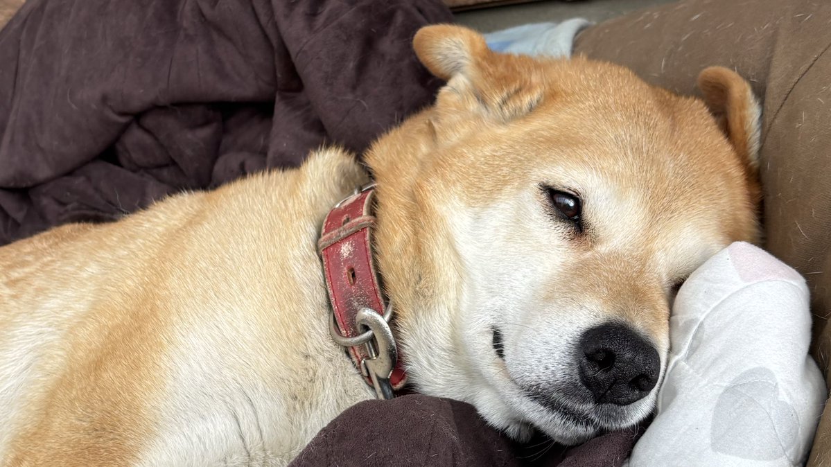 やさしい目をしている