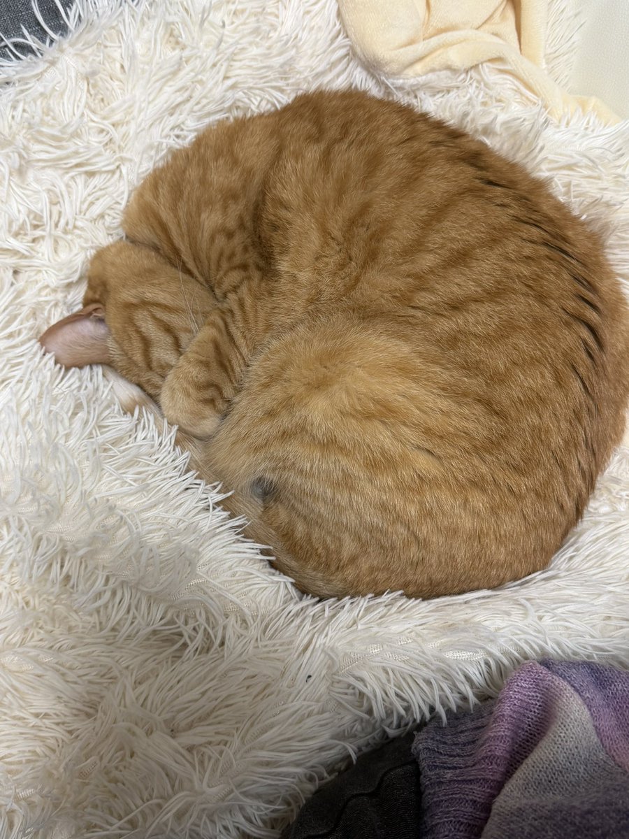 伊藤さくら@6/20バースデーワンマン‼️ tweet media