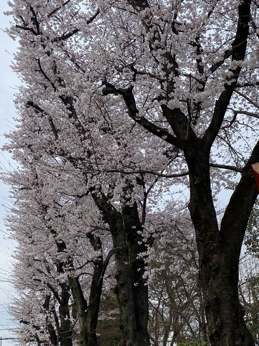 6猫(6匹の保護猫) tweet media