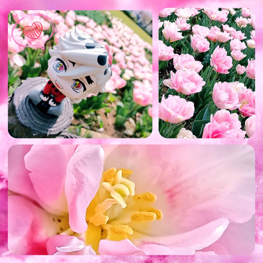 Cat-ちゃん tweet media