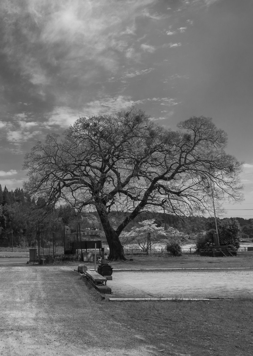 この学校のシンボルツリー！ かつては子どもたちの成長を見守ってきたんだろうなと想像すると、いろいろ考えさせられる。
モノクロ編集済み。EOSRP
#EOSRP