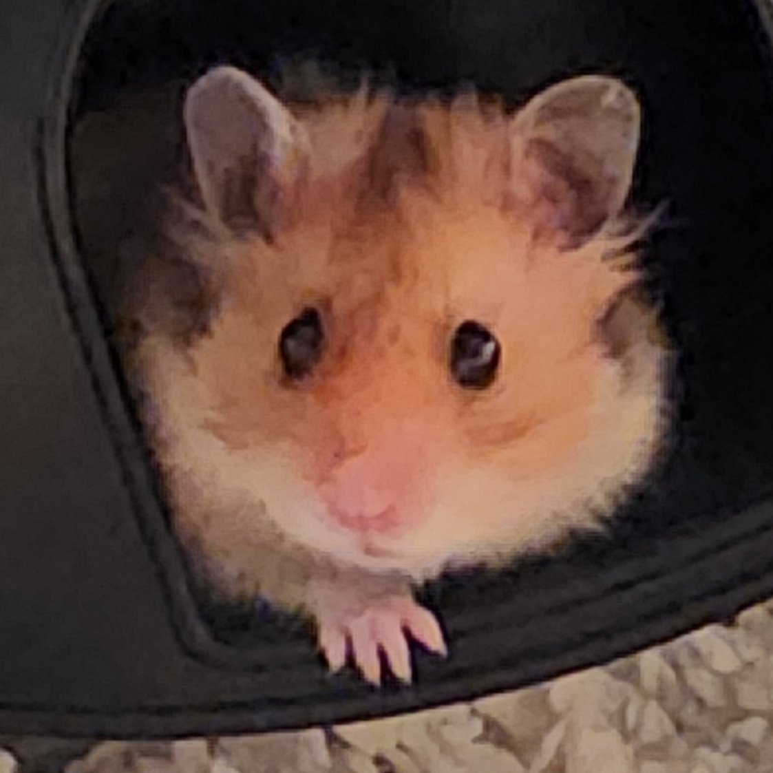 😇Obe🐹 😇QT🐹 HANBOOP!😇🐹🐾 tweet media