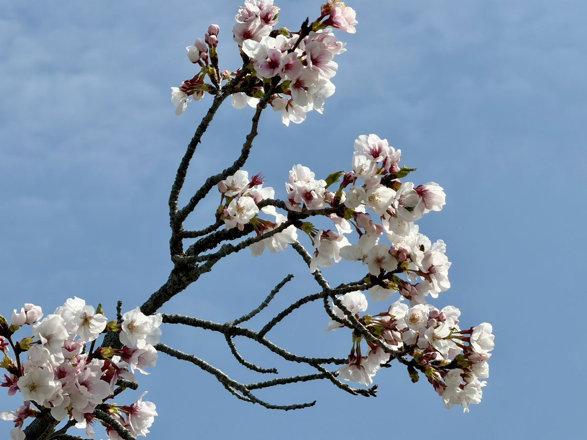 おでかけ部なかじ🚌キャンピングカーライフ tweet media