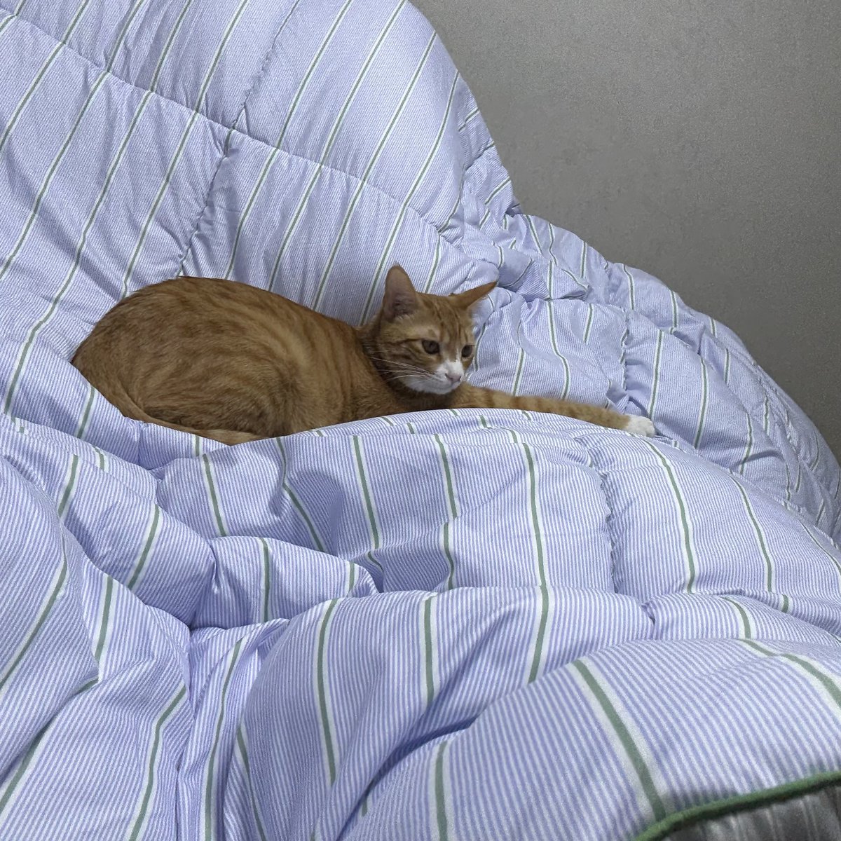 데일리두콩 tweet media