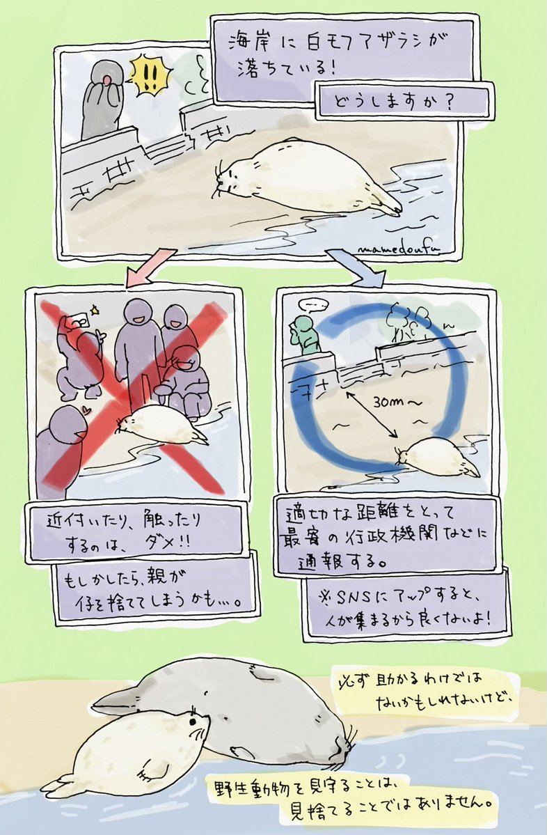 まめどうふmamedoufu tweet media