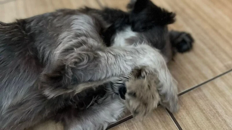 Laura Lima tweet media