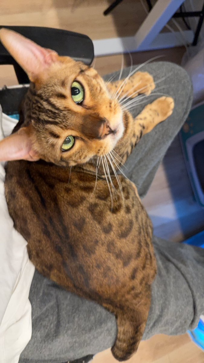 河路由希子🍏 tweet media