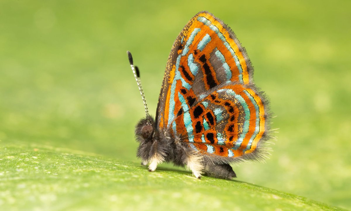 Nick Volpe tweet media