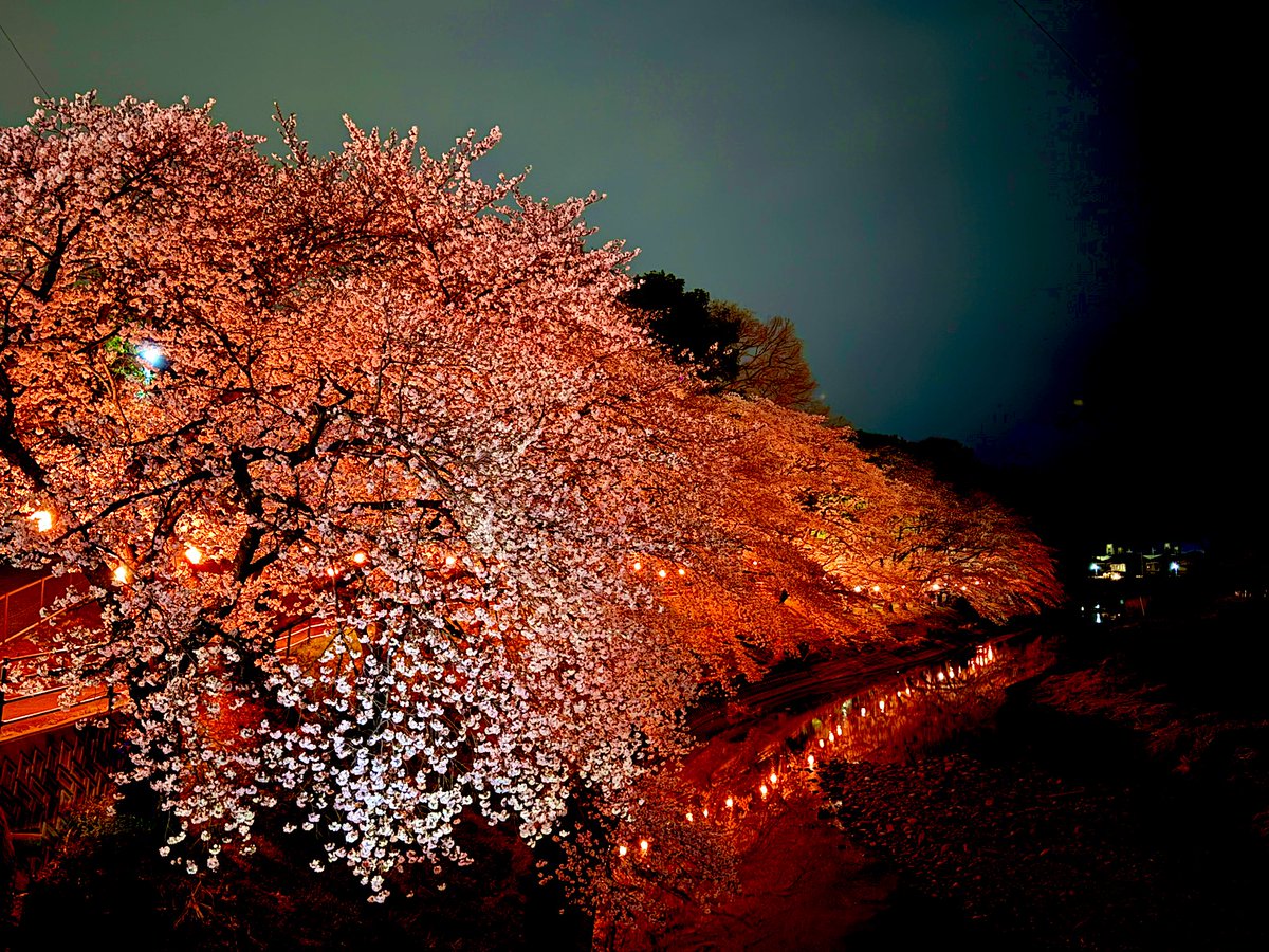 バニラ tweet media