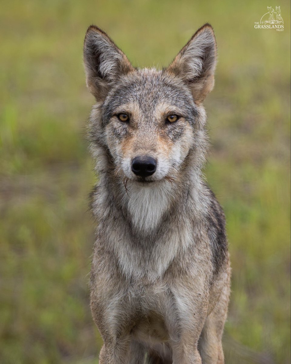 The Grasslands Trust tweet media