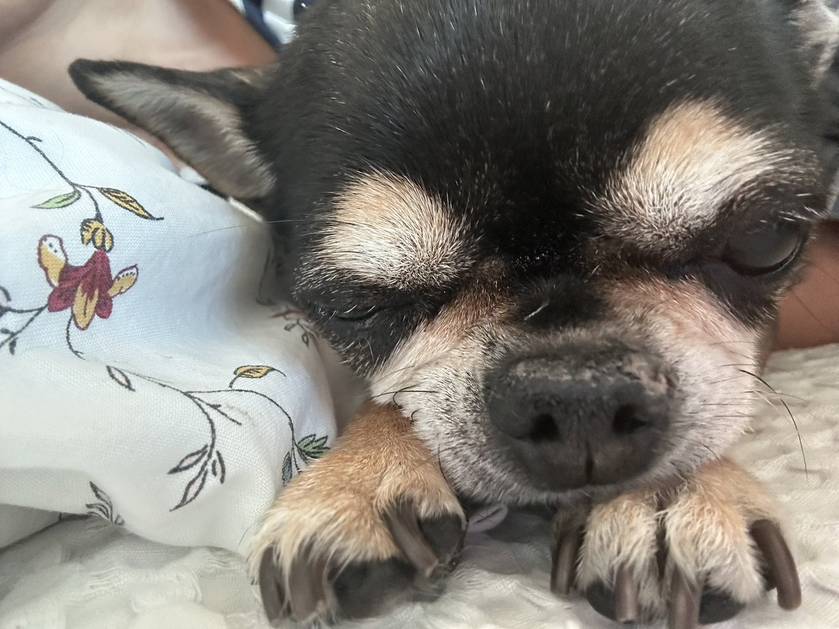 내 이쁜 강아지 달콤이, 강아지별에 잘 도착했어?̊̈ 가뜩이나 까칠한 너라서 다른 친구들과 잘 놀지 걱정이야. 10년간 너의 하루하루가 행복했기를. 엄마가 너무 사랑해. 우리 꼭 다시 만나자. 엄마 보면 귀 접고 뛰어와.