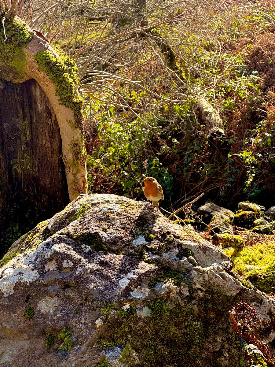 DinkM8's tweet photo. Every hike I’ve gone on I’ve seen this lil dude, think I’ve got a fan https://t.co/FUcnpNLBXC
