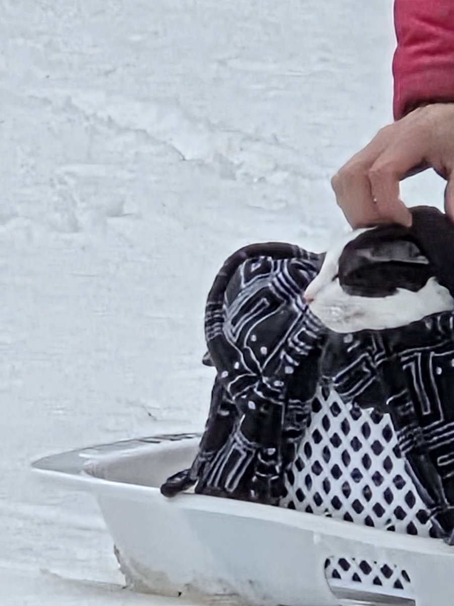 Sprinkles 🐾💞🐾💞 tweet media