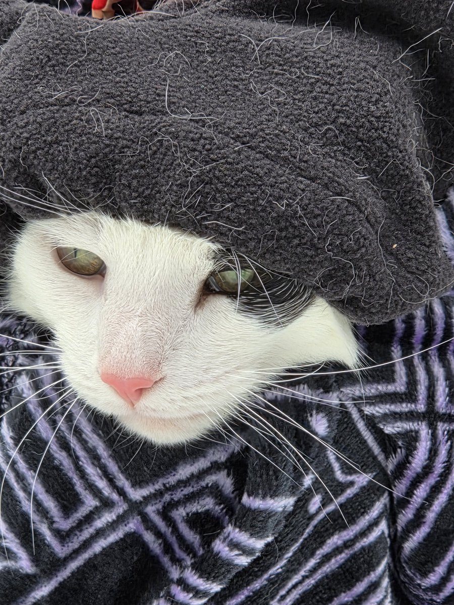 Sprinkles 🐾💞🐾💞 tweet media