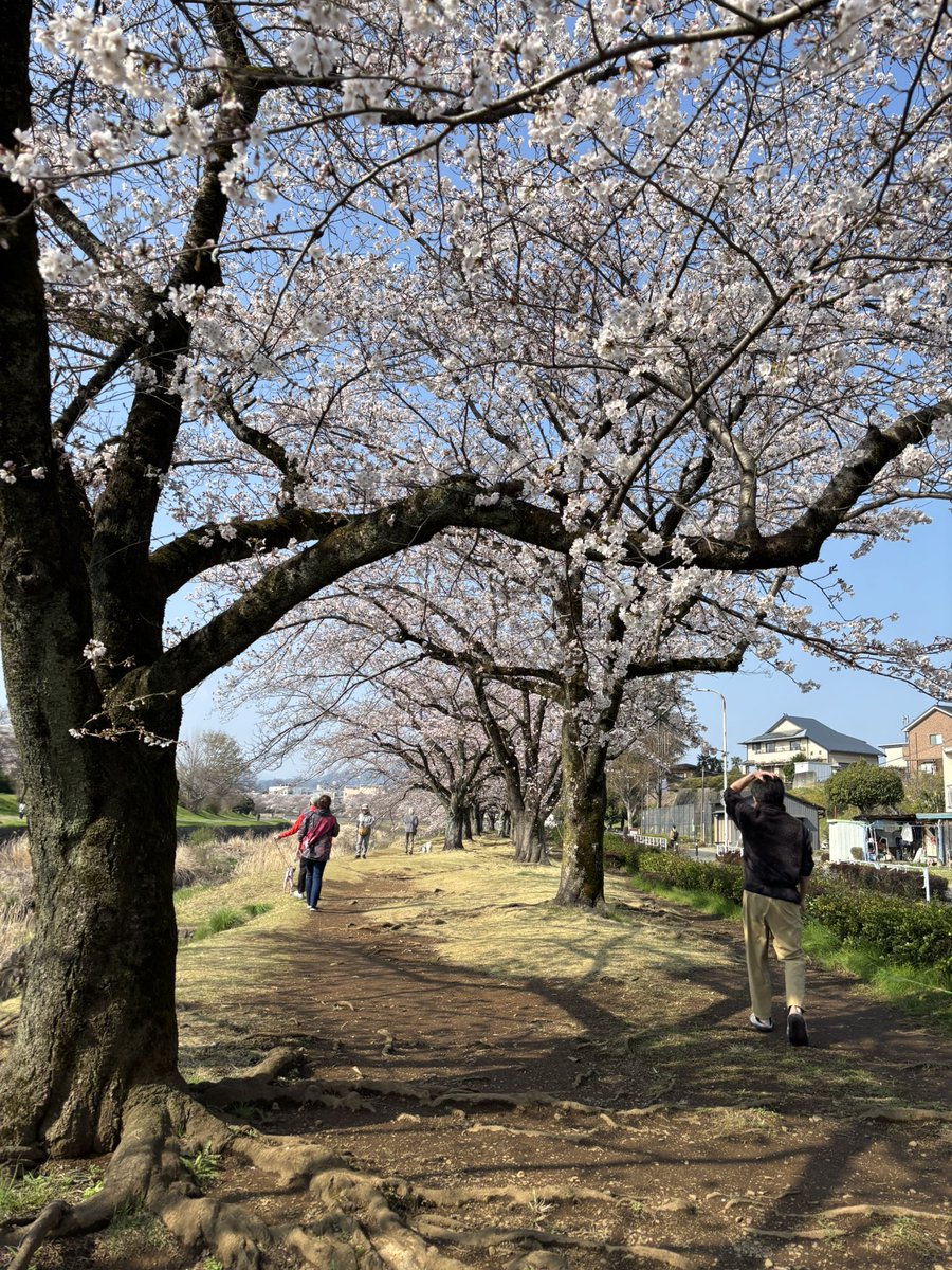 BBtoMEaicd's tweet photo. #地元のおすすめ紹介
歩いてすぐのお花見スポット✌️
もうちょっとで満開かなぁ？もう満開なのか？笑 https://t.co/lRZRjHVspA