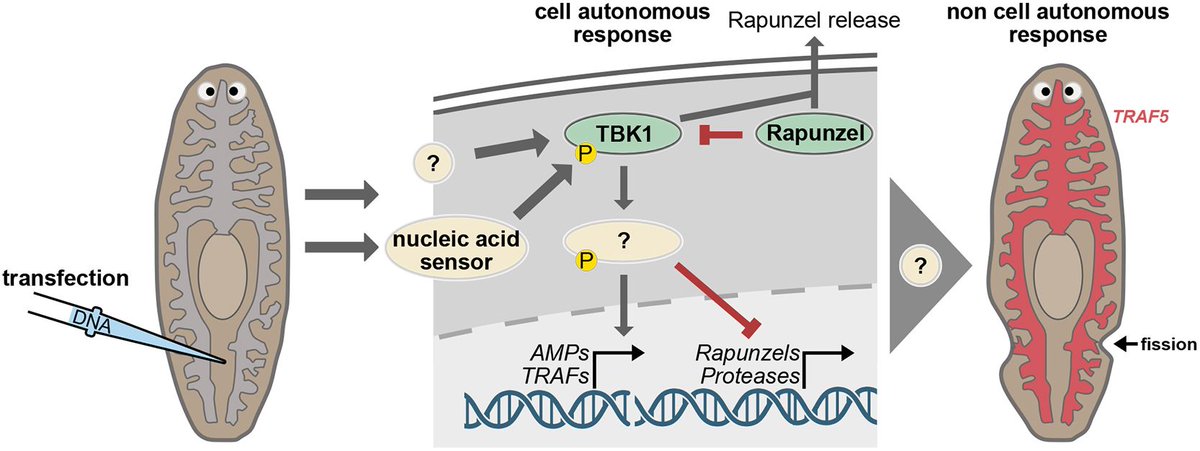 Development tweet media