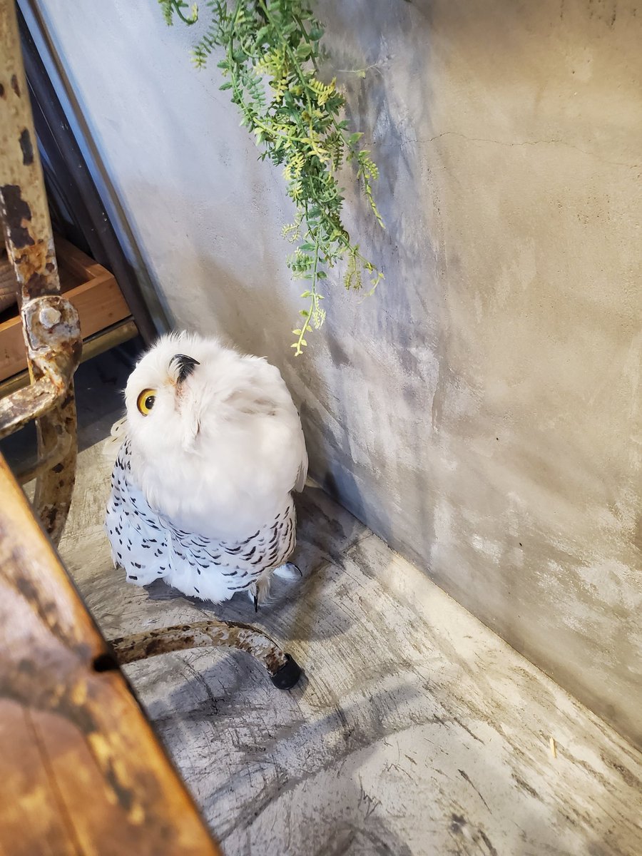 あいすべあ🧸❤️ tweet media