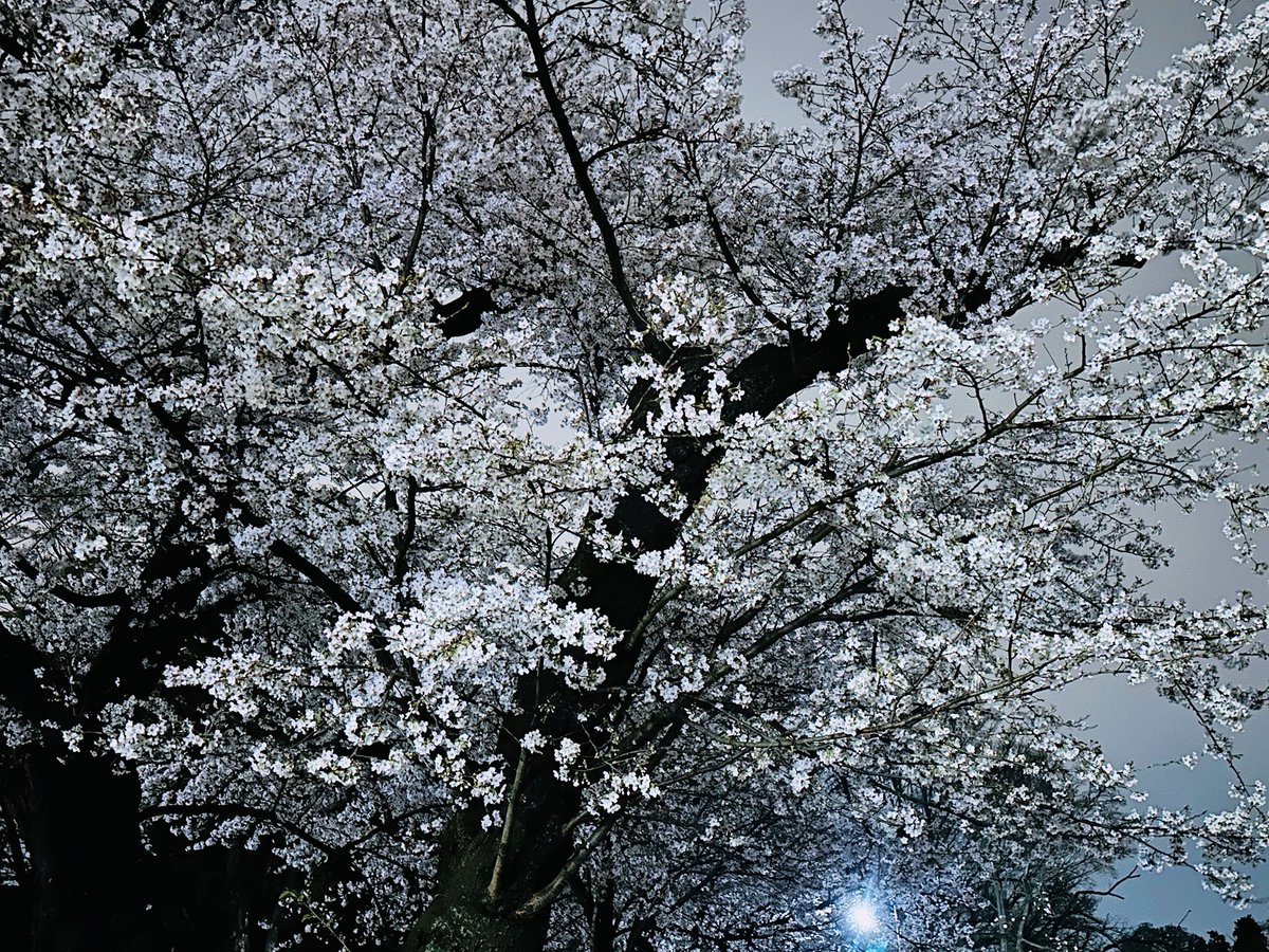 藤吉🌹 tweet media