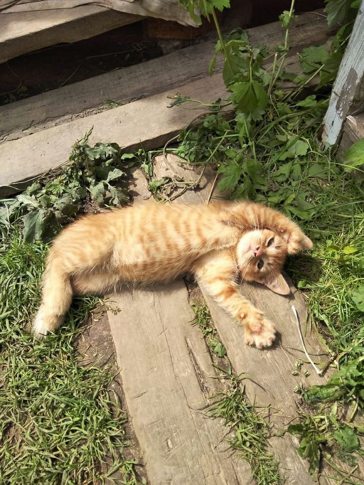 Poet's Photos tweet media