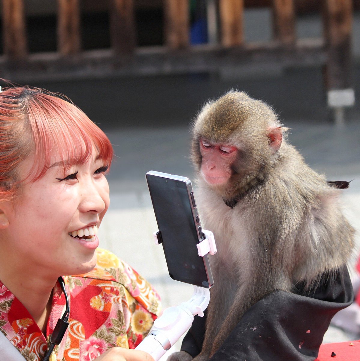 musyoh's tweet image. 服を着たくない今日のジャッキー🐵君はズボンを噛みちぎってた。このズボンは２枚目😆 Besties -ベスティーズ-🩷（ジャッキー🐵 ＆ 咲笑👩）　姫路大手前公園にて。　＃猿まわし ＃monkey ＃ニホンザル