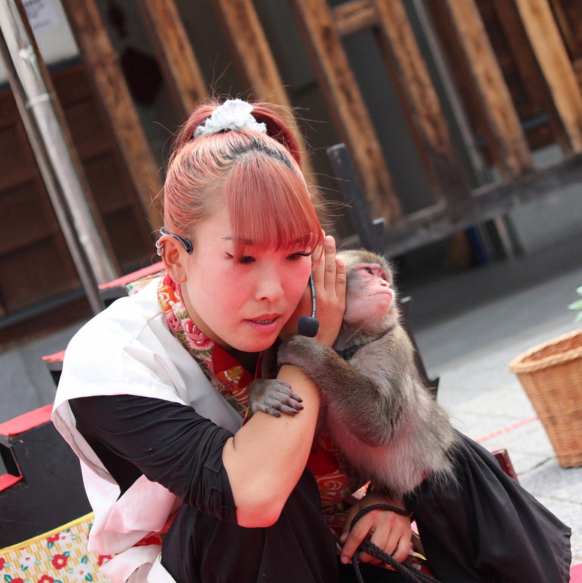 musyoh's tweet image. 服を着たくない今日のジャッキー🐵君はズボンを噛みちぎってた。このズボンは２枚目😆 Besties -ベスティーズ-🩷（ジャッキー🐵 ＆ 咲笑👩）　姫路大手前公園にて。　＃猿まわし ＃monkey ＃ニホンザル