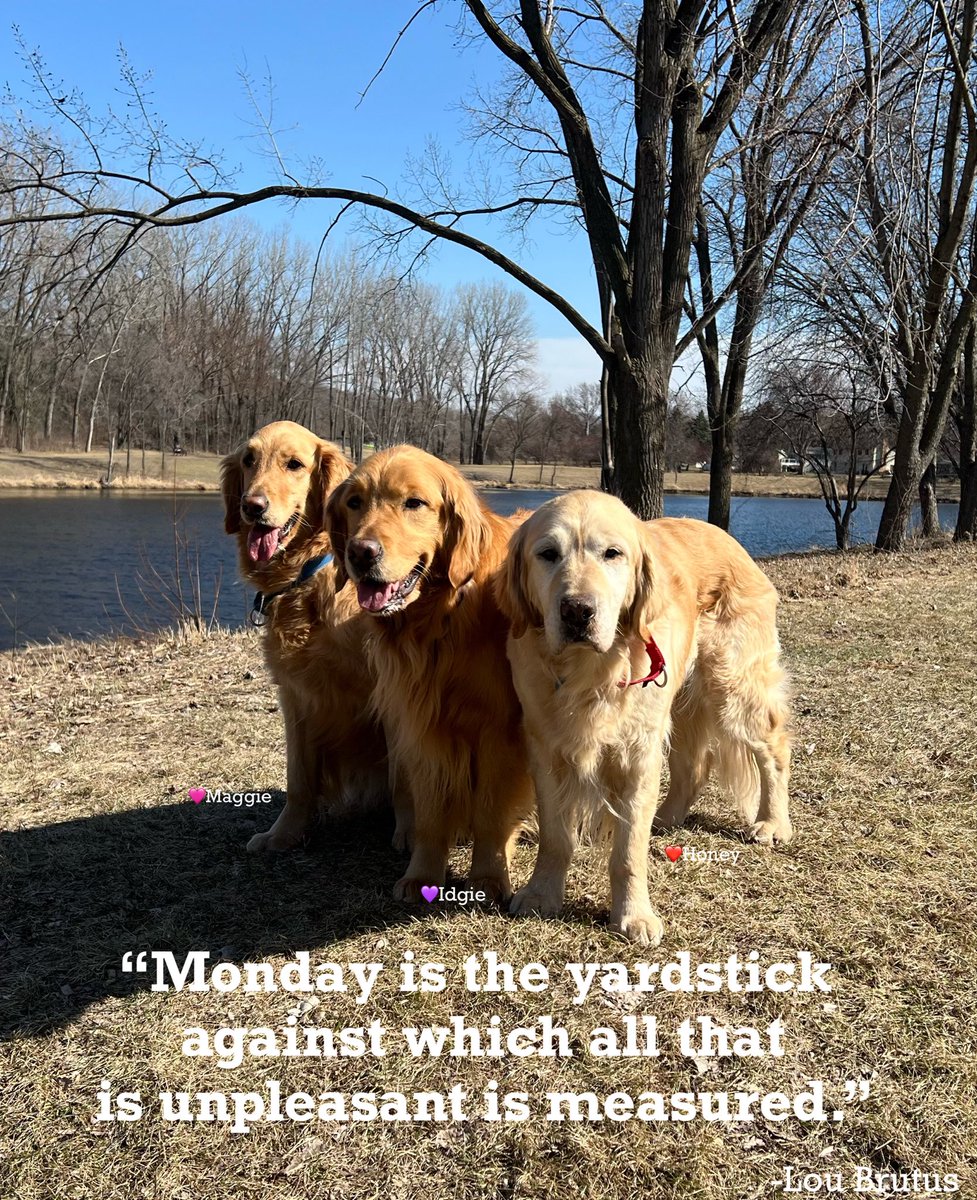 Darbi Jo The Golden tweet media