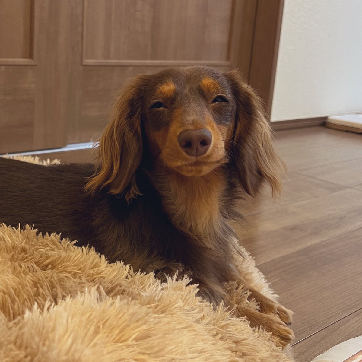 モカ様とココア君 tweet media