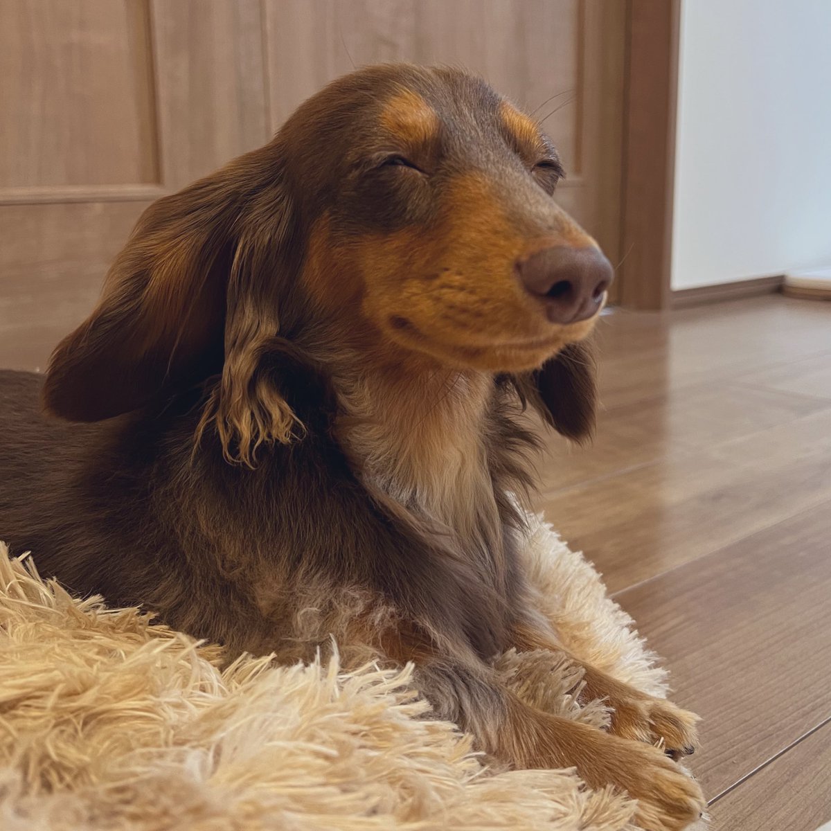 モカ様とココア君 tweet media