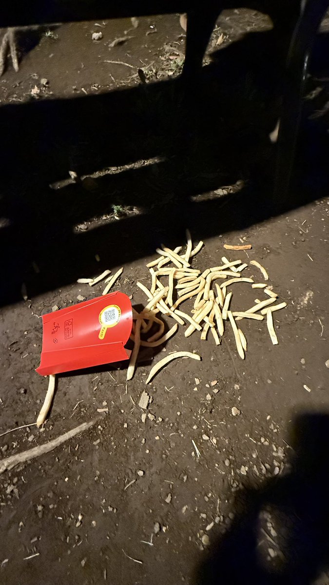 猫まみれ太郎 tweet media