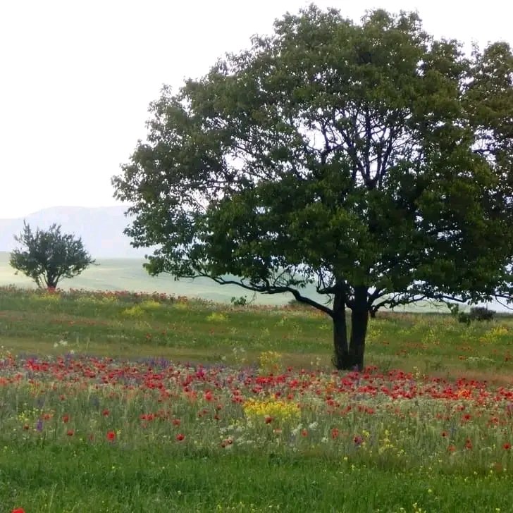 Mayko Ks. 🌞📸🇬🇪🇺🇦🇪🇺 tweet media