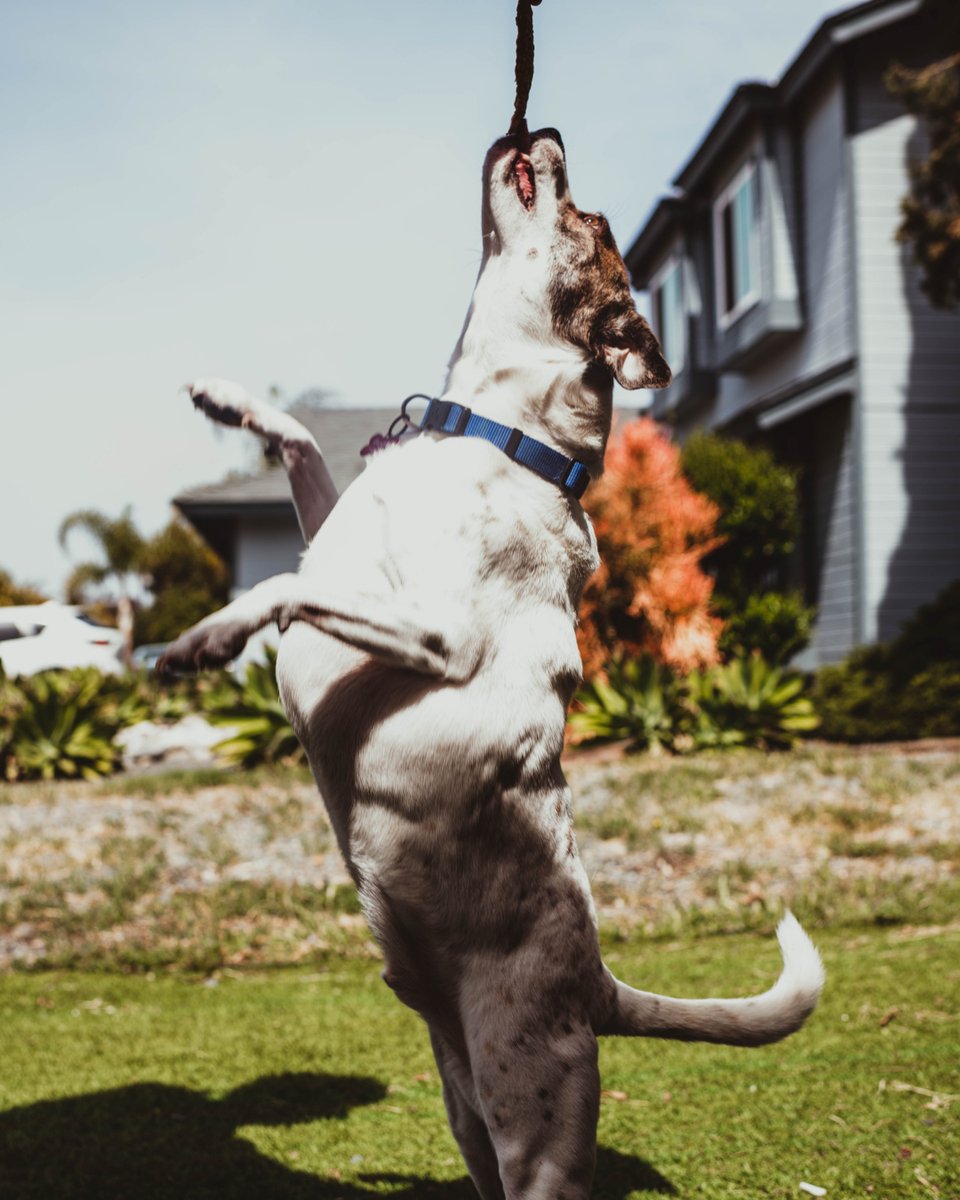 Loving Pets Corp. tweet media