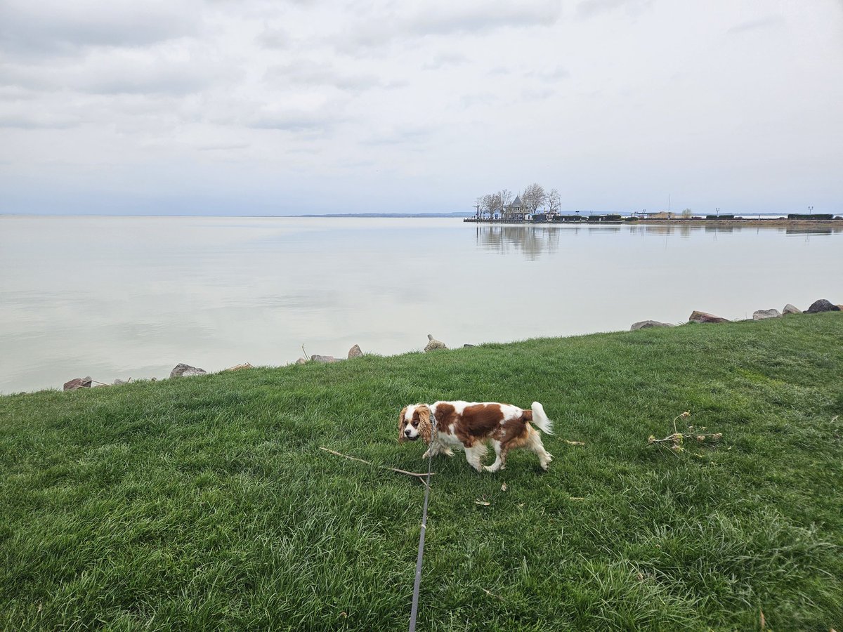 RJonTourUK's tweet image. Nice dog walk along the shores of Lake Balaton 🇭🇺 today.   

Find out about Keszthely and the lake on my #travelblog post..

rjontour.com/keszthely-hung…

#Hungary #travels