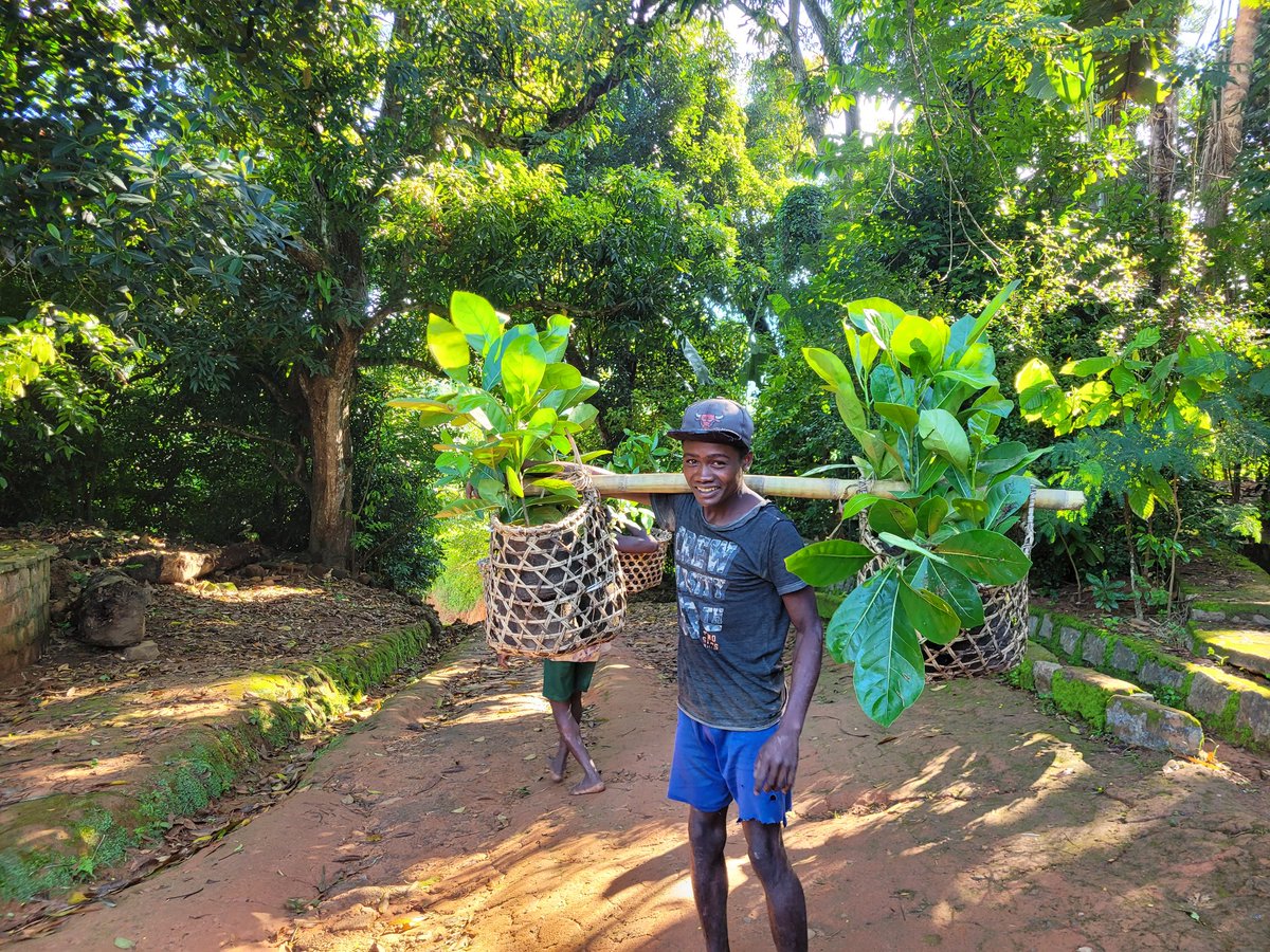 MBPartnership's tweet photo. 🎁 Looking for a meaningful gift?? Gift something that grows!
Plant a tree in Madagascar in someone’s name and help restore forests while protecting lemurs!
🎴 E-card included.
🌱 Planted locally.
⚠️ Impact that lasts for decades.
 Participate here: https://t.co/Q5yogqhqh3 https://t.co/Q8GabJagMv