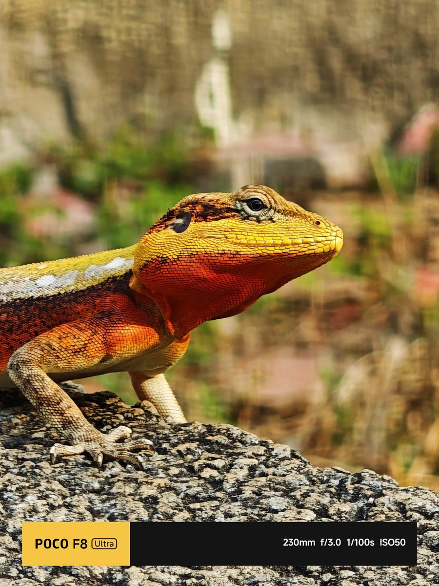 Huilgol's tweet photo. 230mm on a phone… and it still doesn’t miss.
Shot this little climber with insane detail, texture, and color  straight out of #POCOF8Ultra 🔥
Wildlife? Covered. Zoom? Ridiculous. 📸 https://t.co/7NZXr7kOas