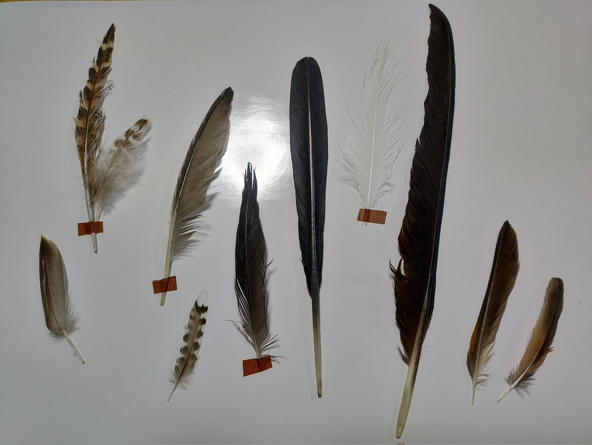 torimini tweet media