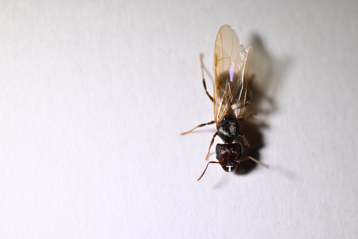 ありらぶ 中学生【蟻が人】 tweet media