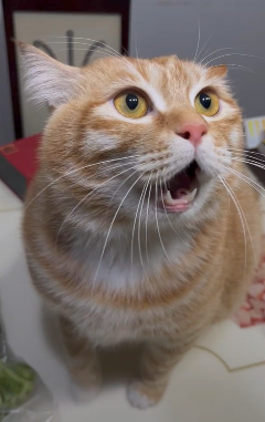 〽️au  🇲🇽 tweet media