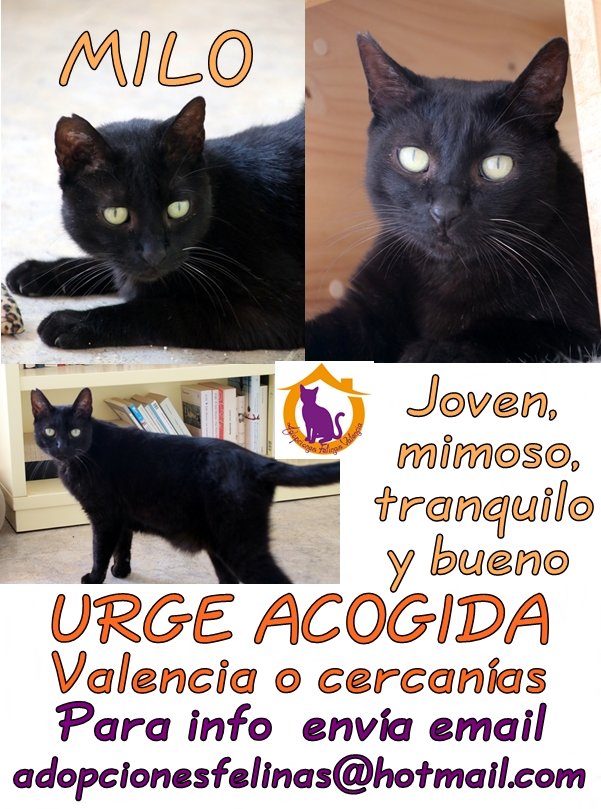 Open 🐕💕🐈🌳🦋 tweet media