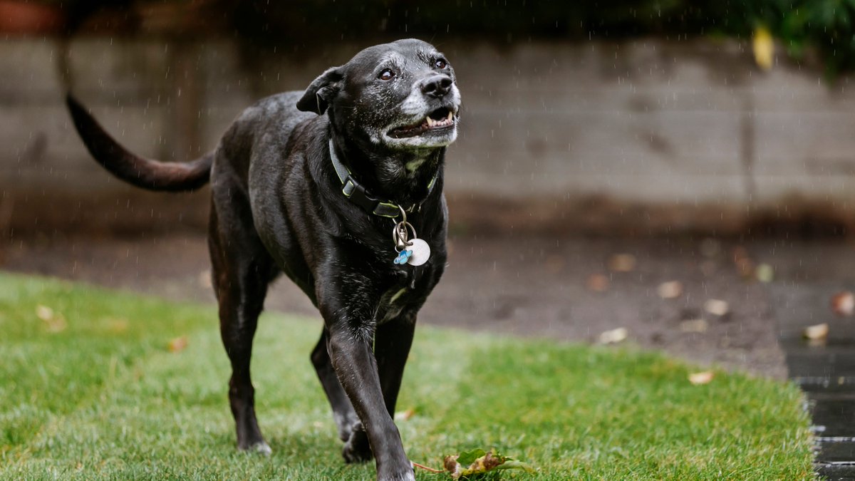 Blue Cross UK tweet media