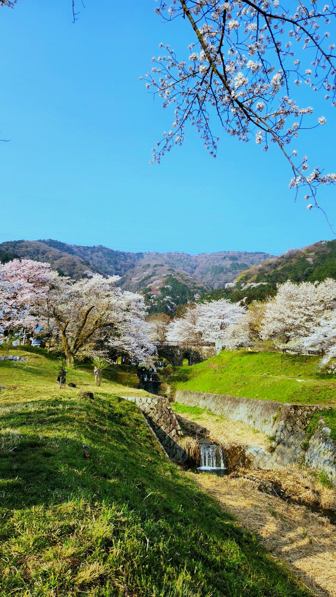 StudioNavi's tweet photo. 霞間ヶ渓の桜
岐阜県揖斐郡池田町藤代503-242

#霞間ヶ渓 #満開 #さくら #岐阜県 https://t.co/uoLkPu0T2b