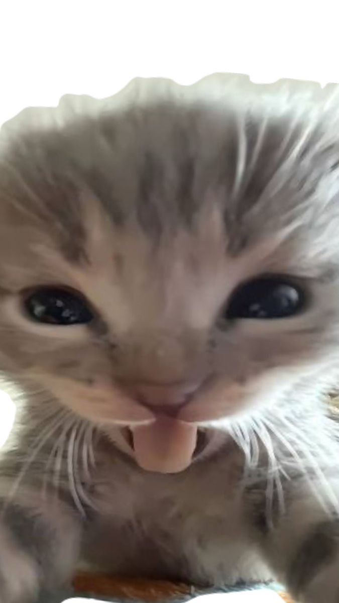 ayel camaba tekpunk²⁶ tweet media