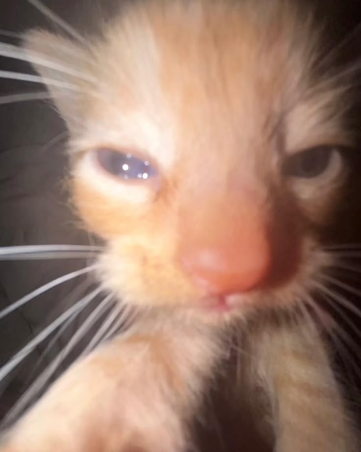 ayel camaba tekpunk²⁶ tweet media